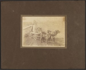 [Children on Cart Pulled by Dogs]