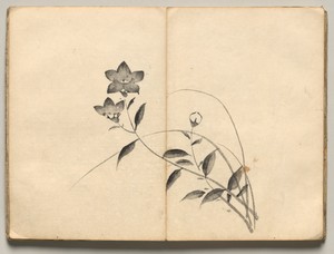 Chinese Bellflower from Ōkyo Picture Book