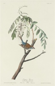 Chipping Sparrow