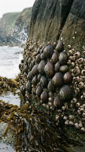 Chitons on Tidal Rock