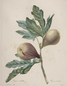Choix des plus belles fleurs...plus beaux fruits:  Figue Violette