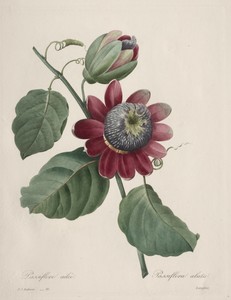 Choix des plus belles fleurs...plus beaux fruits:  Passiflore ailee
