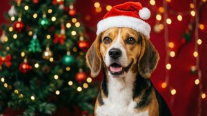 Christmas Beagle Joy