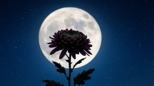 Chrysanthemum Moon Silhouette