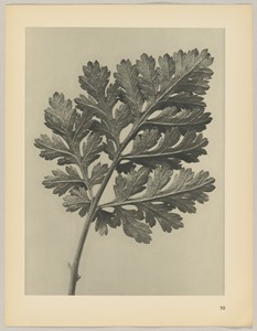 Chrysanthemum parthenium