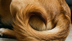 Cinnamon Roll Tail