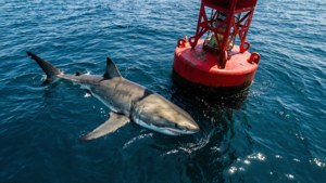 Circling the Buoy