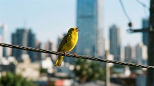 City Songbird