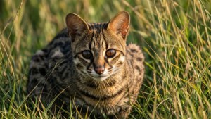 Civet in Tall Grass