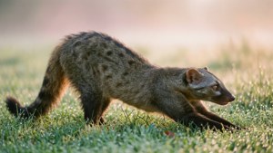 Civet Morning Stretch