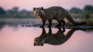 Civet Reflection at Dawn