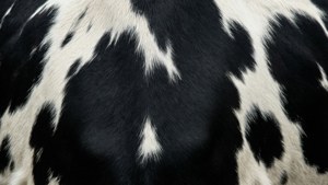 Classic Monochrome Cowhide