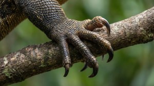 Claw Grip