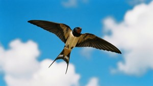 Clear Sky Swallow