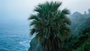 Cliffside Morning Palm