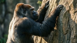 Climbing Gorilla
