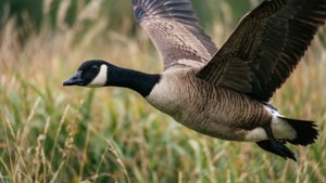 Close-Up Flight