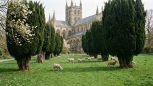 Close with Lambs