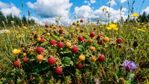 Cloudberries and Wildflowers