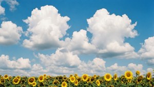 Clouds Over Sunflowers