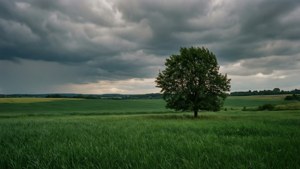 Cloudy Day Meadow
