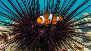 Clownfish in Urchin