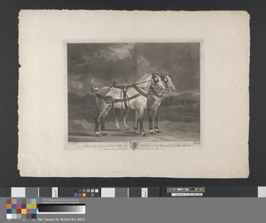 Coach Horses