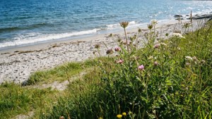 Coastal Path Bloom