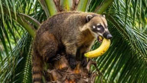 Coati Climbing Palm