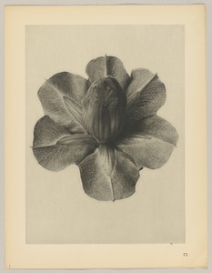 Cobaea scandens