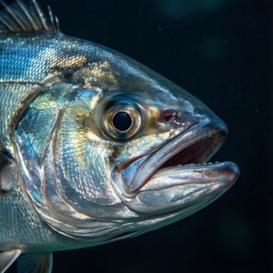 Cobia Close Portrait