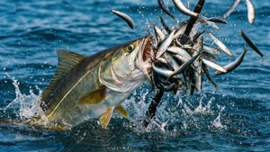 Cobia Feeding Frenzy