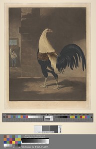 Cock Fighting [a pair]: 1. The Cock in Feather