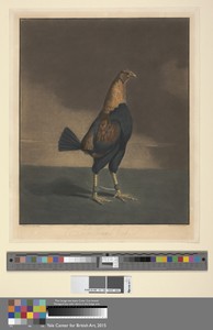 Cock Fighting [a pair]: 2. The Trimm'd Cock