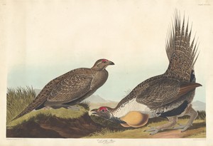 Cock of the Plains