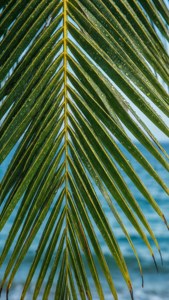 Coconut Leaf Macro