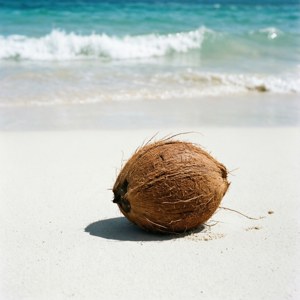 Coconut on the Sand