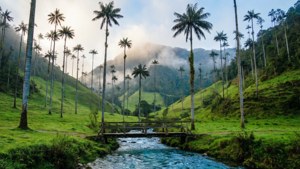 Cocora Valley Morning Mist