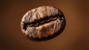 Coffee Bean Detail