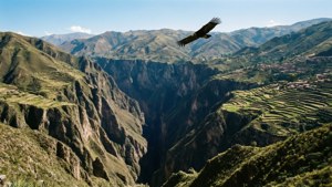 Colca Canyon Condor Flight