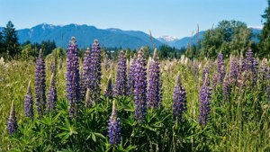 Colony Farm Wildflowers