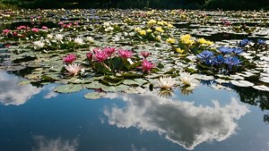 Colorful Lily Pond