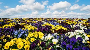 Colorful Pansy Garden Vista
