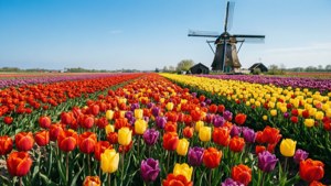 Colorful Tulip Fields with Windmill