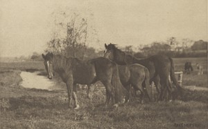 Colts on a Norfolk Marsh