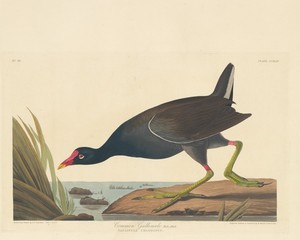 Common Gallinule