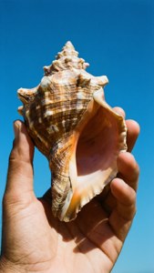 Conch in Hand