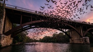 Congress Bat Emergence