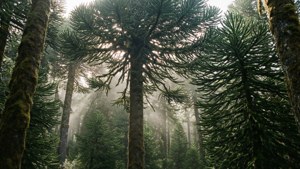 Conguillío Araucaria Forest