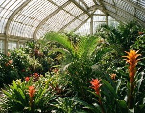 Conservatory Serenity